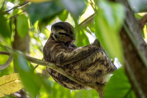 Brown-throated sloth (Bradypus variegatus) sitting in a tree, Cahuita National Park, Costa Rica,
