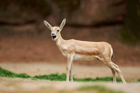 Close-up of a blackbuck (Antilope cervicapra) female in late summer, captive