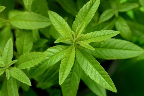 Lemon verbena, close-up of the plant, Aloysia citrodora