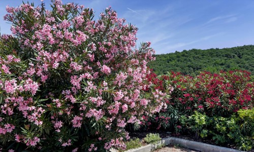 Flowering oleander (Nerium oleander), Italy, Europe