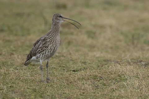 Eurasian curlew (Numenius arquata) adult bird calling on grassland in spring, England, United