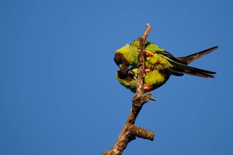 Nanday Parakeets (Aratinga nenday) in the wild, seen in Buenos Aires, Argentina, South America