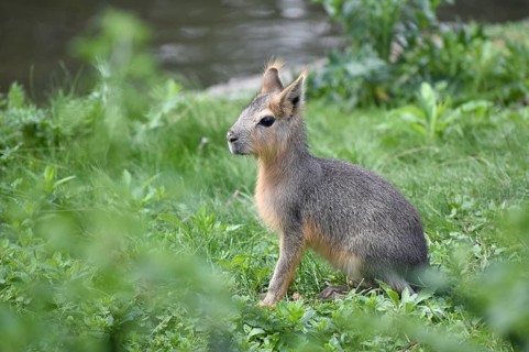 A young patagonian mara (Dolichotis patagonum), seen in Buenos Aires, Argentina, South America