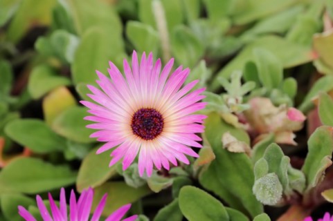 Midday flower (Dorotheanthus bellidiformis), flower, native to Africa, ornamental plant, North