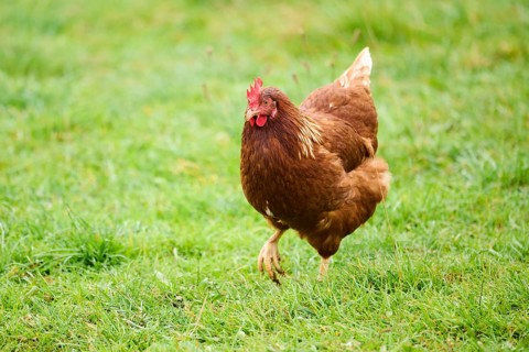 A brown feathered chicken with a red comb walking through green grass outdoors, Chicken (Gallus