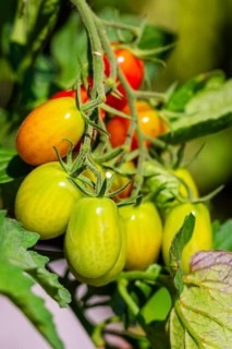 Close-up of tomatoes (Solanum lycopersicum) on the plant in the garden in various states of