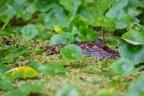 Northern spectacled caiman (Caiman crocodilus) lying in the water, head above water, among aquatic