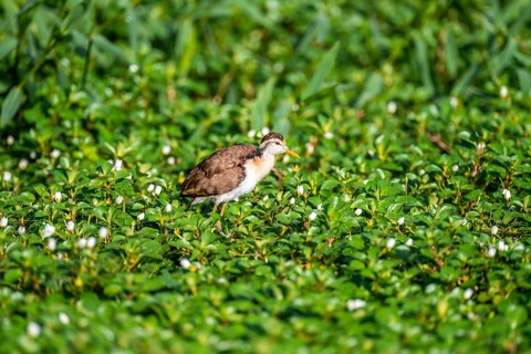 Yellow-fronted Jacana runs on aquatic plants, Tortuguero National Park, Costa Rica, Central America
