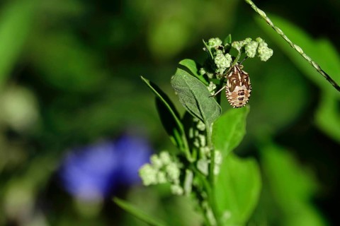 Bug in a garden, summer, Germany, Europe