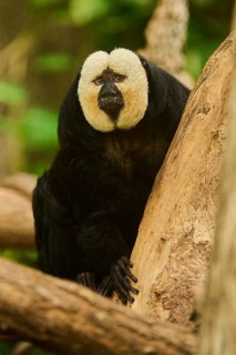 White-faced saki (Pithecia pithecia), male, portrait, captive, Germany, Europe