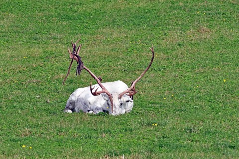 White reindeer with mighty antlers lying on a green meadow, Fjällnas, Jämtland, Sweden, Europe
