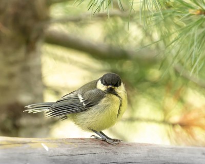 Great tit (Parus major), young bird, sitting on trunk, frontal view, pine needles on top right,