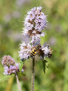 Dangling sunlover (Helophilus pendulus), on a flower of water mint (Mentha aquatica), flowering,