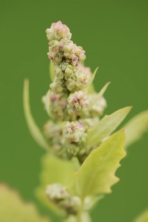 Red goosefoot or red goosefoot (Oxybasis rubra, Chenopodium rubrum), North Rhine-Westphalia,