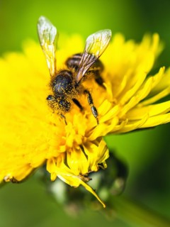 European Honey Bee, Apis mellifera, be on yellow flowers of Common Sowthistle, Sonchus arvensis