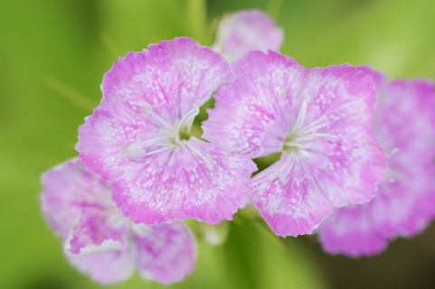 Bearded carnation or garden sweet william (Dianthus barbatus), flowers, ornamental plant, North