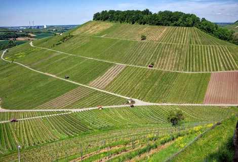 Vineyards at the Weibertreu castle ruins, Weinsberg, Neckargemünd, Baden-Württemberg, Germany,