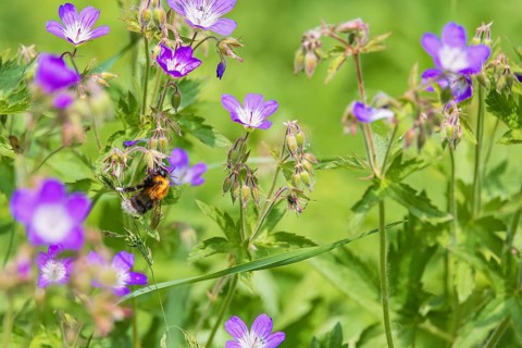 Wood cranesbill (Geranium sylvaticum) in bloom and a bumblebee foraging for nectar in a meadow