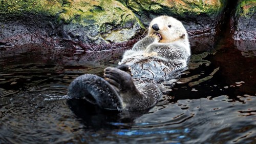 Ein Seeotter treibt entspannt auf dem Rücken im Wasser neben Felsen, Enhydra Lutris, Ocenario de