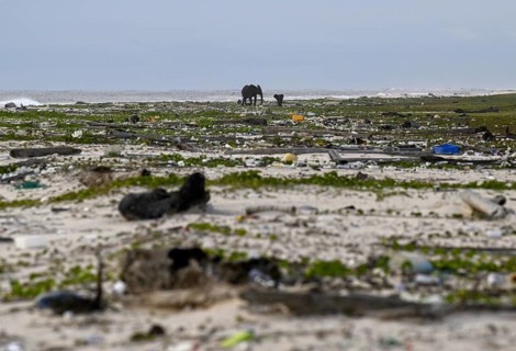 African forest elephants (Loxodonta cyclotis) rummaging through washed-up plastic waste on the