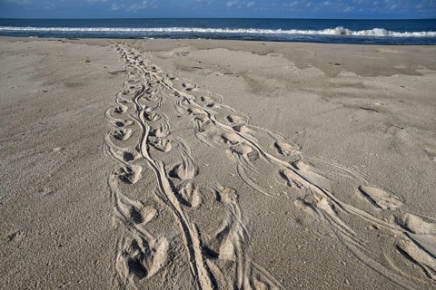 Turtle track on the beach, Loango National Park, Parc National de Loango, Ogooué-Maritime Province,