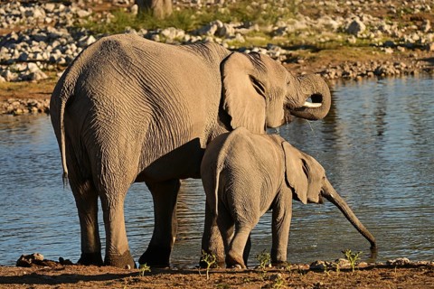 Elephant cow and calf (Loxodonta africana) drinking at a waterhole, Etosha National Park, Namibia,