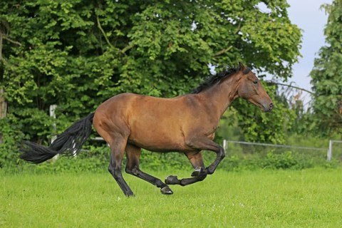 Westphalian Warmblood, Westphalian