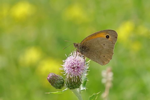 Meadow Brown (Maniola jurtina), collecting nectar from a thistle (Cirsium arvense) flower,