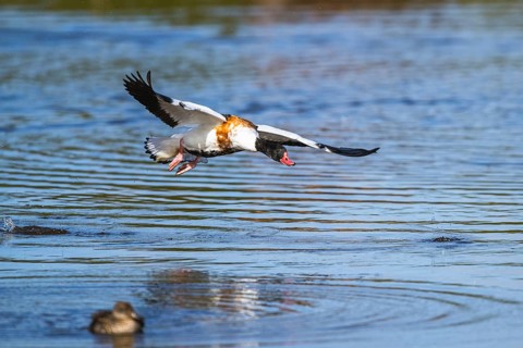 Common Shelduck, Tadorna tadorna bird in flight on marshes