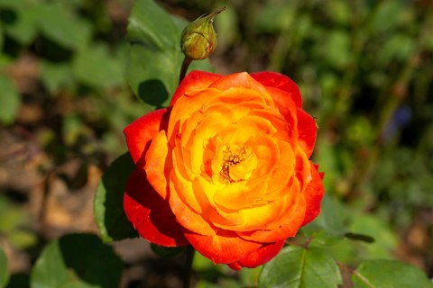Floribunda rose, flower with bud, North Rhine-Westphalia, Germany, Europe