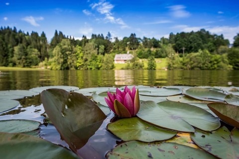 Klosterweiher, Dachsberg, Hotzenwald, Southern Black Forest, Black Forest, Baden-Württemberg,
