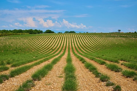 Lavender (Lavandula), planted in rows, trees in the background, slightly overcast sky, summer,