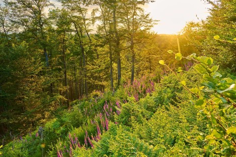 Forest in low mountain landscape in summer at sunset with sunbeams, green plants, ferns and Common