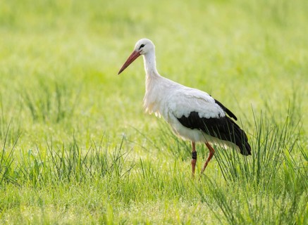 White stork (Ciconia ciconia) foraging in a meadow in the early morning, dew beads on the grass,