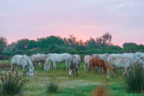 A herd of white Camargue horses grazing in a green pasture with a pink evening sky, soft columns of
