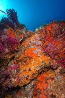 Underwater shot of colourful corals and Yellow cluster anemone (Parazoanthus axinellae) on rocks in
