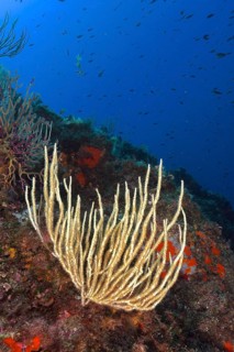 White gorgonian (Eunicella singularis) with open polyps growing on an underwater reef. Dive site