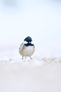 Coal tit (Periparus ater) on the ground in the snow in winter, Bavaria, Germany, Europe