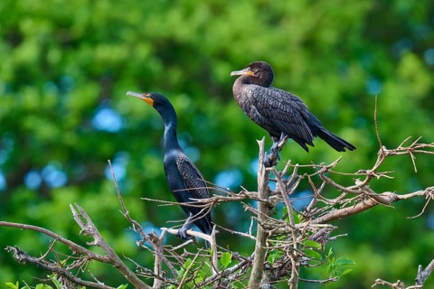 Double-crested cormorant (Phalacrocorax auritus), two birds on tree, Wakodahatchee Wetlands, Delray