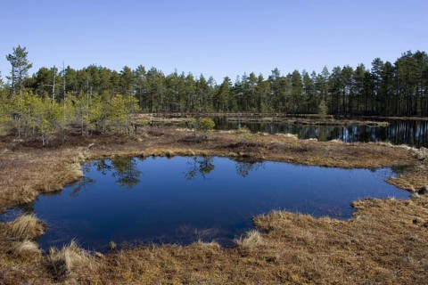 Bog lake in Sweden, lake, bog, landscape, Scandinavia, bog lake, Knuthöjden, Höllefors, Sweden,