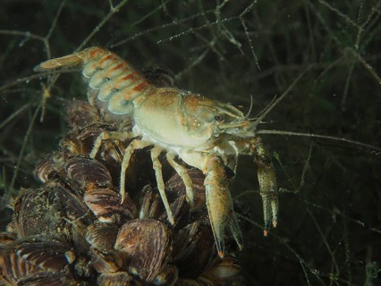 A crayfish (Faxonius limosus), American crayfish, invasive species, stands on a pile of mussels,