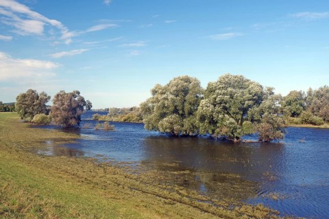 River landscape with trees in the water and a clear blue sky, old Elbe, Penkefitz, Wendland, Lower