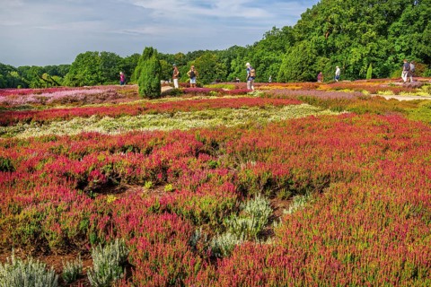 Heather garden with many varieties of heather from all over the world, Schneverdingen, Lüneburg