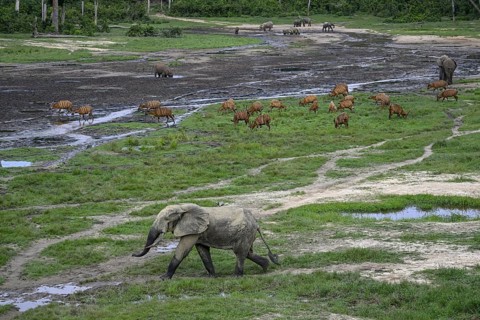 Forest elephants (Loxodonta cyclotis) and bongo antelopes (Tragelaphus eurycerus) in the Dzanga Bai