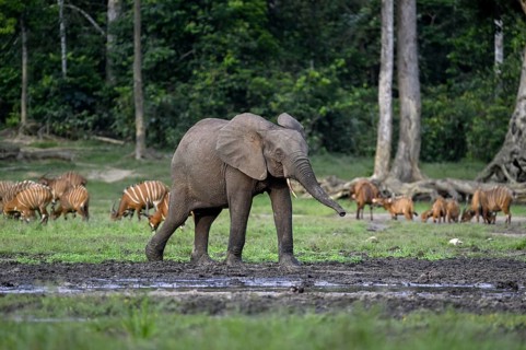 Forest elephant (Loxodonta cyclotis) and bongo antelope (Tragelaphus eurycerus) in the Dzanga Bai