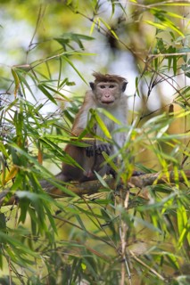 Ceylon hat monkey (Macaca sinica) on a bamboo by the Mahaweli River, Kandy, Central Province, Sri