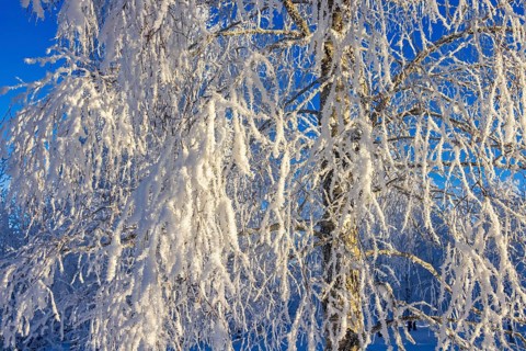 Snowy branches on a birch tree a sunny cold winter day