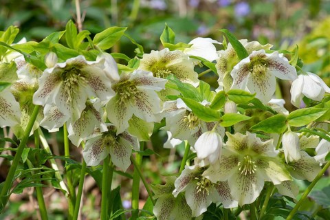 Oriental hellebore (Helleborus orientalis), Bavaria, Germany, Europe