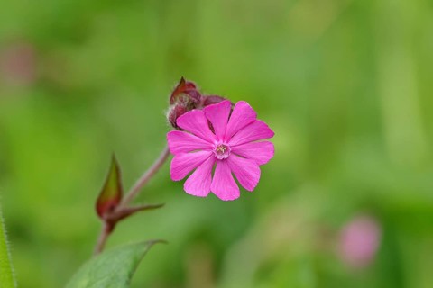 Red campion (Silene dioica), close-up of a flower in a meadow, Wilnsdorf, North Rhine-Westphalia,