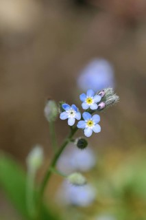 Field forget-me-not, field forget-me-not (Myosotis arvensis), flowers, on a wild field, Wilnsdorf,
